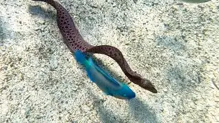 Muräne beim Schnorcheln, Moray eel while snorkeling, Murène en plongée libre