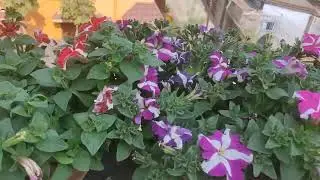 Petunia garden @Rare-plants-collection #flowers 