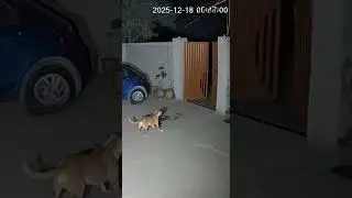 Early Morning CCTV Footage Dog Scares Leopard Away