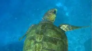 【粟国島】アカウミガメ（赤海亀）の遊泳　