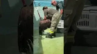 As&iacute; rescatan a un buitre leonado de la piscina de un hotel cerrado
