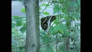 de vlinders uit de mangrove burgerszoo.