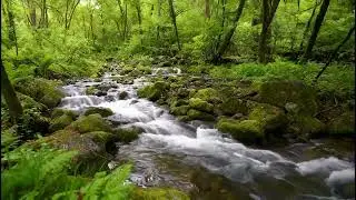 The beautiful birdsong and the babbling brook deep in the forest are relaxing sounds of nature.