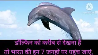 7 places in India where you can see dolphins#dolphin #places #interestingfacts