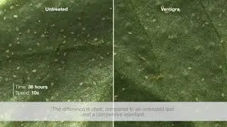 Ventigra&reg; Insecticide - Nymph Whitefly Time Lapse