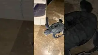 Black Turtle 🐢 #turtle #trending #turtlelover #seaturtles #trendingshorts #petvlog