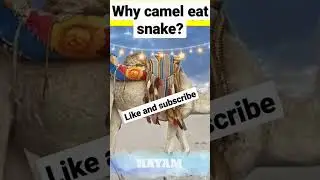 Why camel eat snake