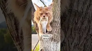 I Finally Ninja! #funnycats #ninja #cat #ninjacat