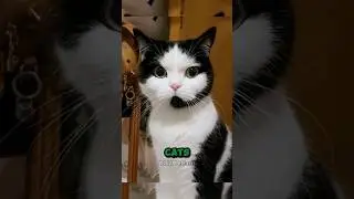 Short-Term Champs, Long-Term Chumps! The Mysteries of Cat Memory!!