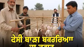 Village Life Pakistan | Bakriyon Ka Baara Ban Gaya | Kisaan Mafiaبکریاں دا باڑا تیار 