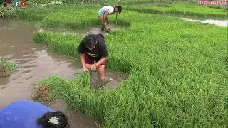La  SACA   y  el  TRASPLANTE   de  ARROZ en la SELVA PERUANA