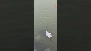 Duck Enjoying Water 🏞️ | Cute Duck Short Video. #duck