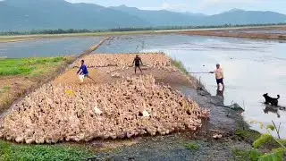 The Genius Duck-Herding Dog: A Smart Companion Guiding Ducks onto the Boat
