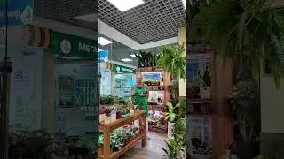 Дедушкины растения - какие они? Что выращивали ваши дедушки и папы #комнатныерастения #plants #plant