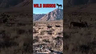 These Wild Burros Own the Desert!🐴