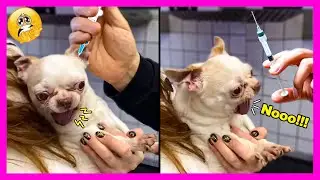 💉Animal's Dramatic Reaction at The Vet🐕 Funniest Animal Moments 2025😂