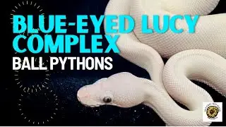 The Blue-Eyed Lucy Complex Ball Pythons.  #ballpython #ballpythonmorphs #snake #pets #reptiles