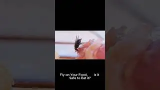A fly lands on your food... Safe to eat it?