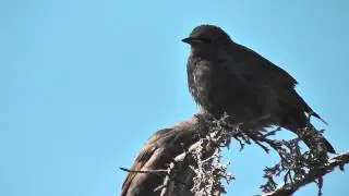 baby starlings - noisy and messy birds - invasive species