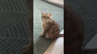 CyberCat News: Новости с сайта Хабр 2026.02.03 с кибер кошкой &laquo;гигабайт&raquo;
