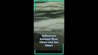 River Otters vs. Sea Otters Understanding the Key Differences!
