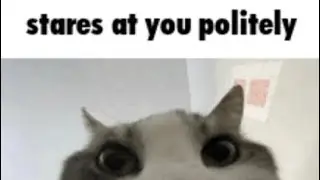 cat gifs added with sounds 2