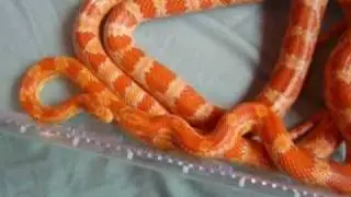 corn snakes mating
