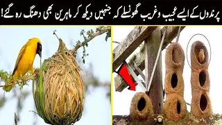 Nest Building of Engineer top 7 Bird - Rufous Hornero Nest Building. | Urdu/Hindi | Sobi Tv | 2021