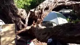 Fort Jefferson & Dry Tortugas: Tour of Best Campsite #6