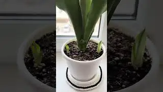 Роддом на окошке😄👍🏻 #сансевиерия #комнатныерастения #растения #plants