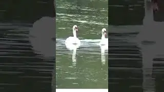The Swans Love