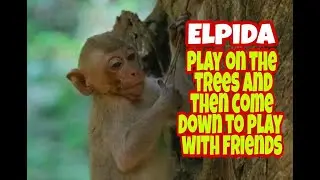 Cute Elpida monkey play on the tree and then came down to play with friend