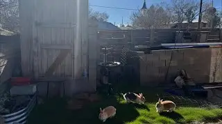 Building a Bunny Sanctuary 🐇