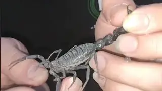 أخطر تجربه عقرب الكراسيكودا نزل السم علي ايدي ( Androctonus crassicauda )