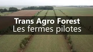 EARL DE LA FORET | Alignements d'arbres intraparcellaire | Agroforesterie
