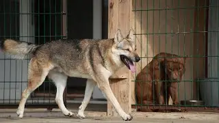 The beautiful wolf ayavrik / Красивый волк Аяврик | Питбули dragon life