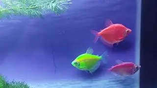 Rouw tetra (c&aacute; c&aacute;nh buồm dạ quang)