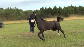 Unloading Standardbred Race Horses at Orchard Race Track in Texas