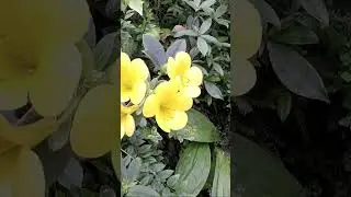 Jungle Ambient | Singapore | Cloud Forest