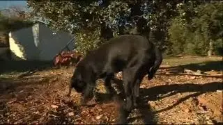 A la d&eacute;couverte du chien truffier (H&eacute;rault)