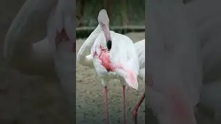 Pink Flamingo Diet #shorts #shortsfeed