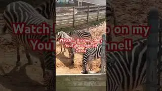 For animals lovers, @zoo #zoolovers #animals #animalslover