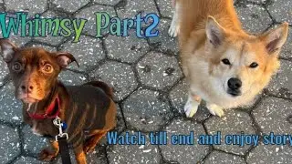 Причуда🐾🐶Часть 2 истории #приёмнаясобака #мамасобаки #собакаспасённаясобака