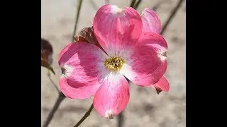 32 самых КРАСИВОЦВЕТУЩИХ кустарника