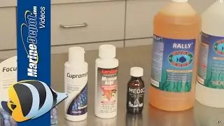 Aquarium Medications: How to Treat Sick Fish