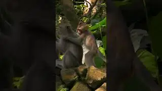 মায়ের সাথে সন্তানের খুনসুটি | Monkey Baby | Animal | Arman Vlog 24