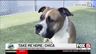 Pet Pals: Take Home Chica