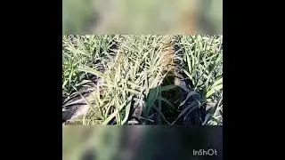 lesson Garlic G1