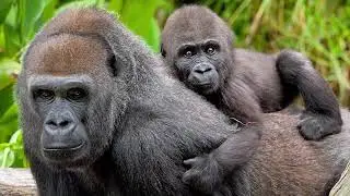 2Dads SDZoo
