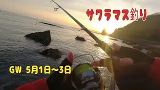 サクラマス釣り GW遠征5月1日～3日　日本海のサクラマス釣りも終盤戦です。今年はあまり良い釣果に恵まれ無かったがまだ、釣れるチャンスはあるよ